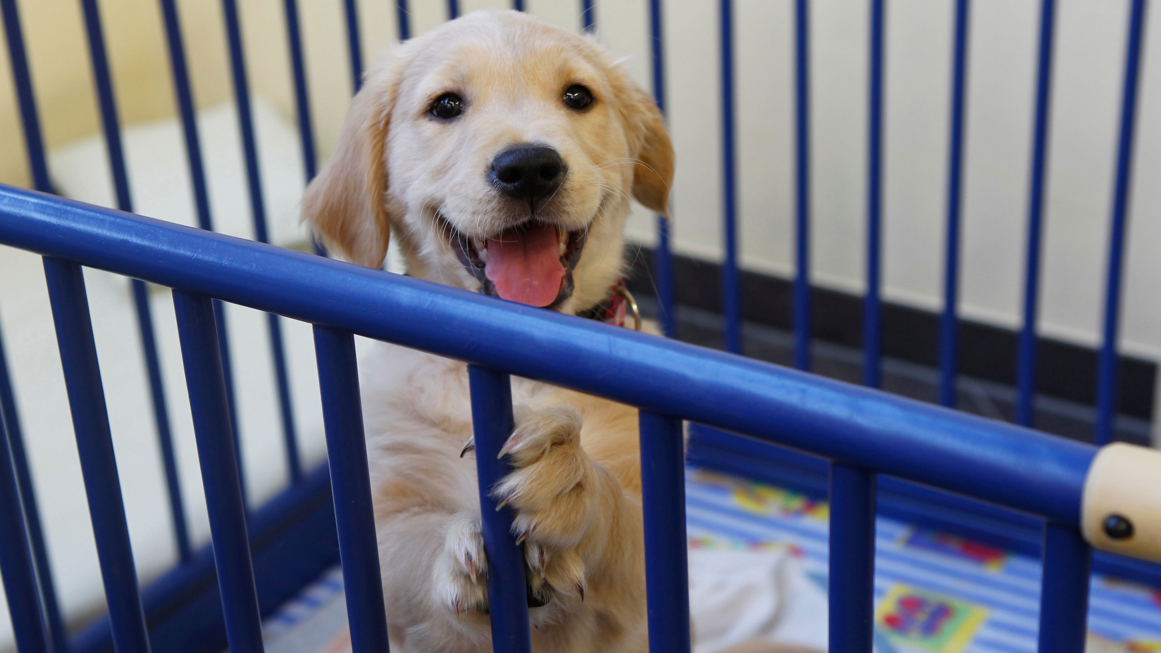 Dog owner sparks outrage with maternity leave demand for new puppy