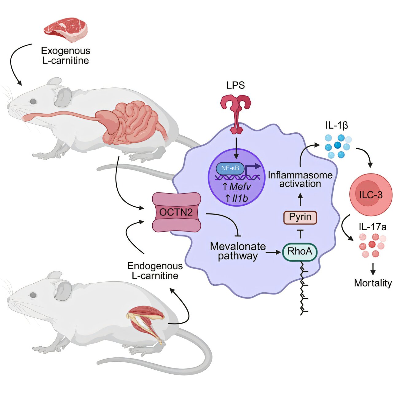 How L-carnitine, found in red meat and exercise supplements, may ...