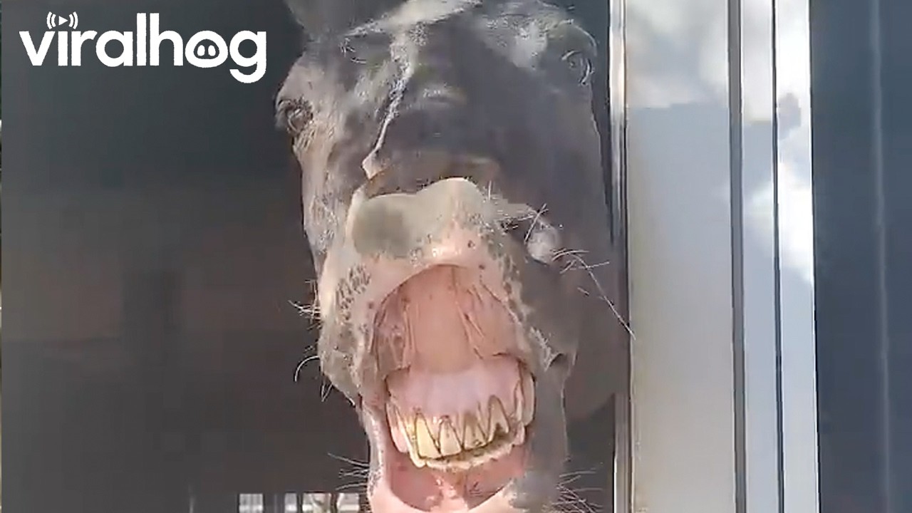 Happy horse shows off the most contagious smile