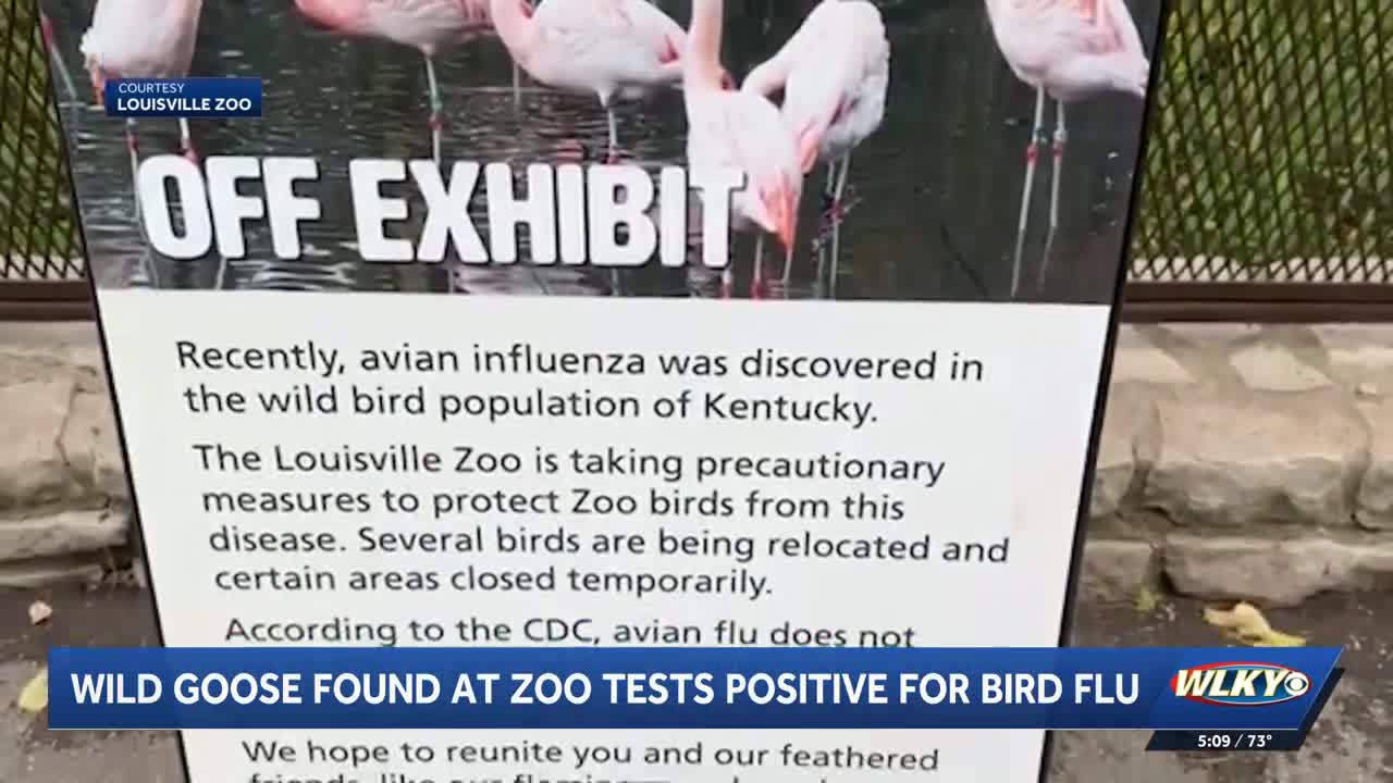 Louisville Zoo closing some areas after wild goose tests positive for ...