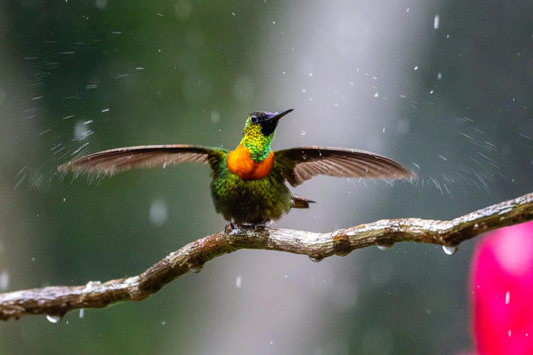 Here’s what birds do during severe storms—and how homeowners can help