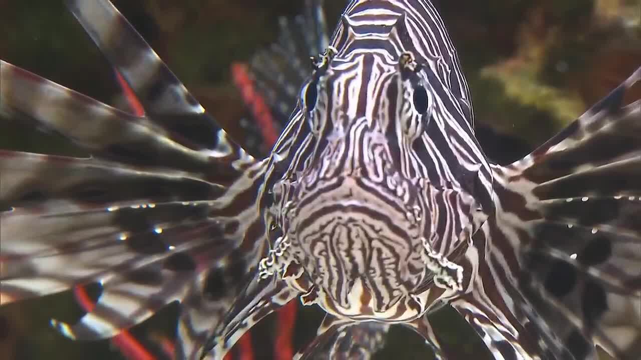 Divers remove more than 36,000 invasive lionfish in record Florida ...
