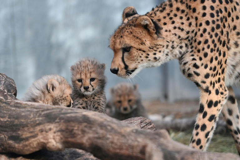 Naissance de quatre bébés guépards au zoo de Montpellier