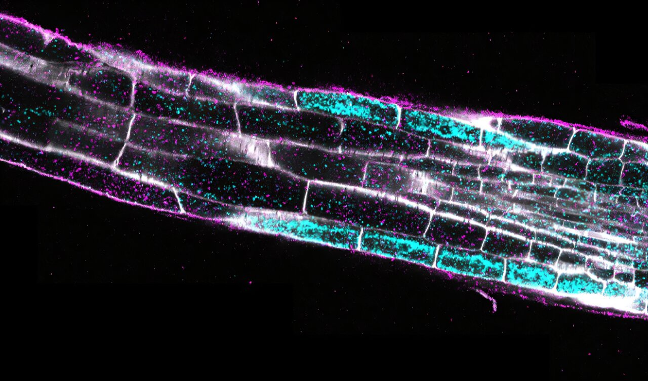 Drought shifts more plant root cells into newly discovered ...