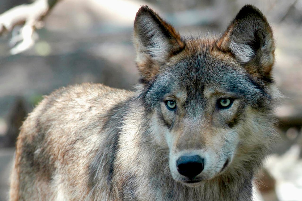 Wolf euthanized after rare attack in northern Sask.