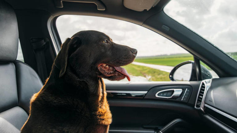 Dad asks his lab if he wants to go for a ride, and his reaction is ...