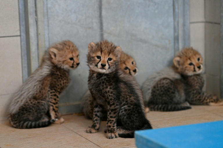 Naissance de quatre bébés guépards au zoo de Montpellier