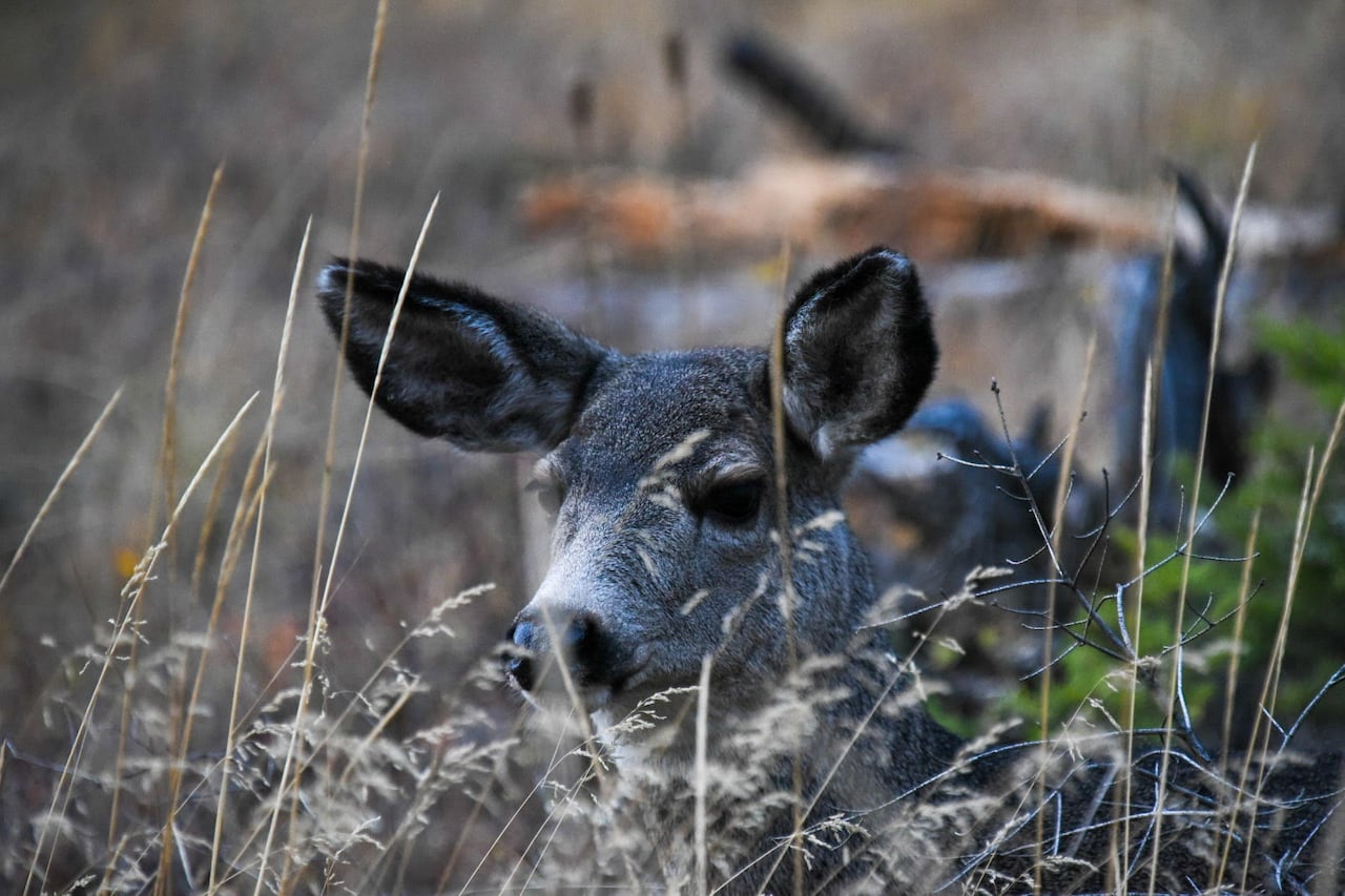 Sask.'s CWD testing program reinstated after feedback from hunters ...