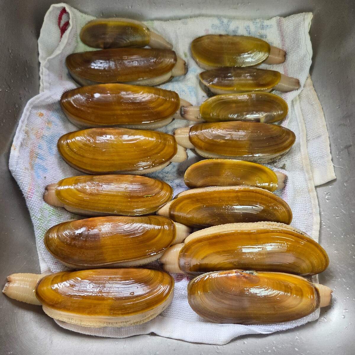 It's time for clam guns and shovels! Fall razor clam season is back ...