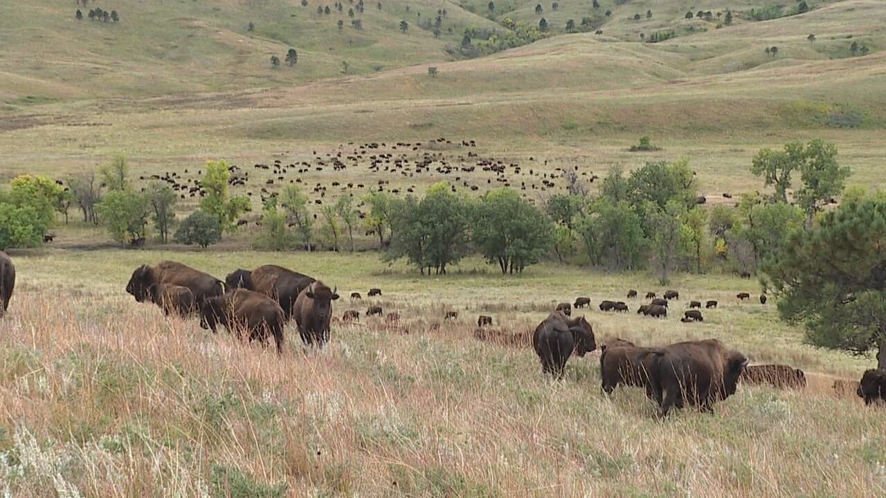 Buffalo Treaty anniversary gathering held in Black Hills