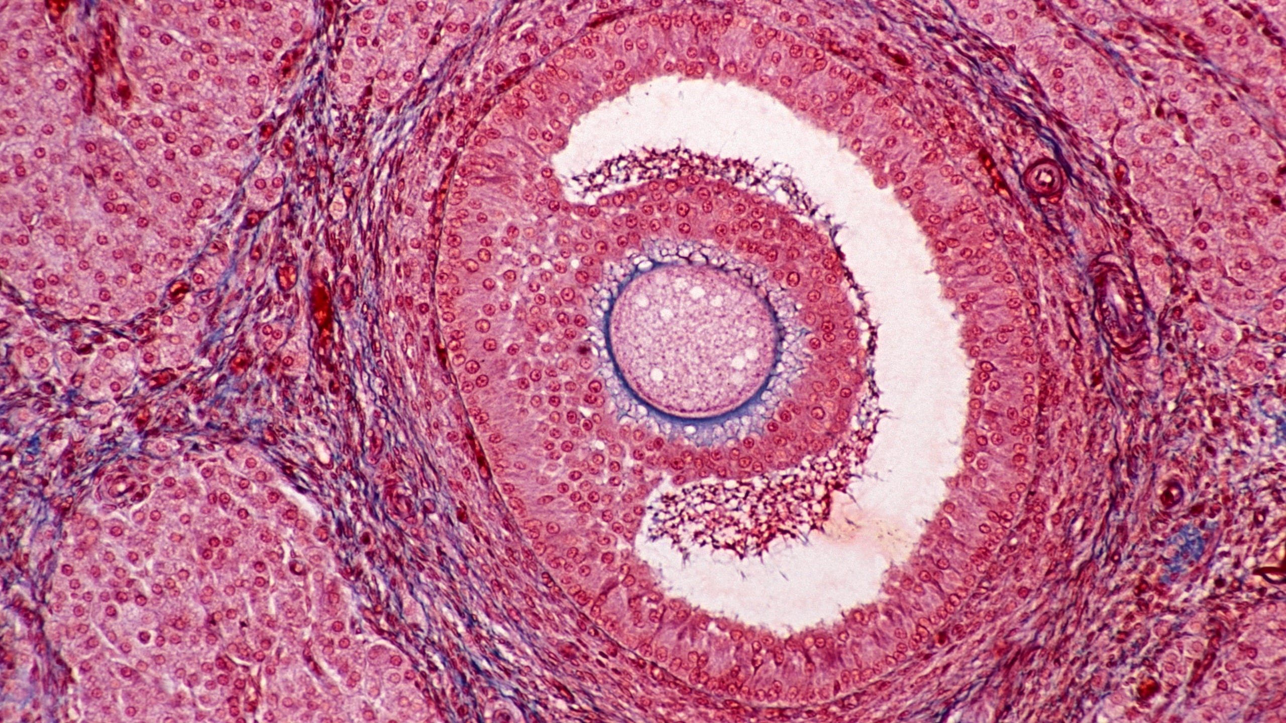 One habit may delay ovarian aging – and a drug could mimic its effects
