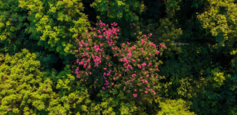 Natural forest regeneration helps curb spread of invasive species
