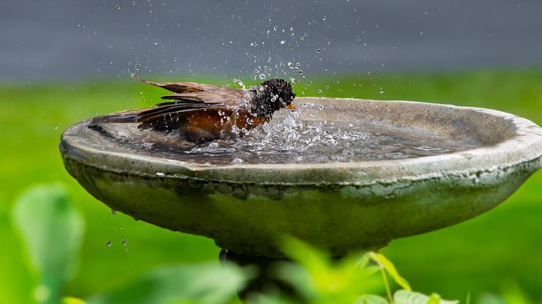 Decorate your birdbath while keeping it clean with an easy-to-use addition
