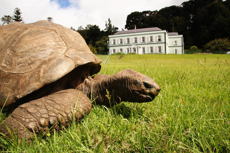 Jonathan the tortoise is 194. Scientists are studying him to understand ...