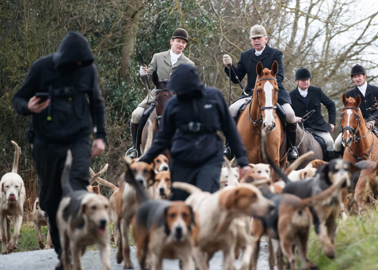 Culling foxes creates 'chaos' MLAs told as Stormont scrutinises hunting ...