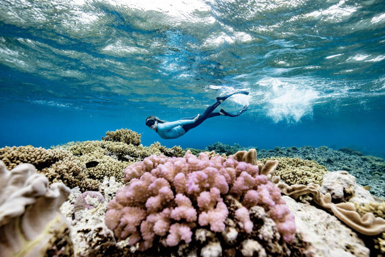 Help rebuild the Great Barrier Reef on a Reef Magic day trip