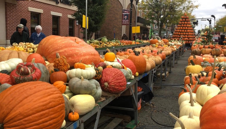 Columbus-area weekend events for Oct. 22-25, 2026: Pumpkin show, MMA ...