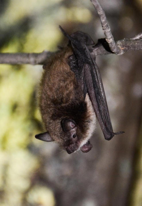 How to protect Wisconsin’s threatened species during International Bat Week