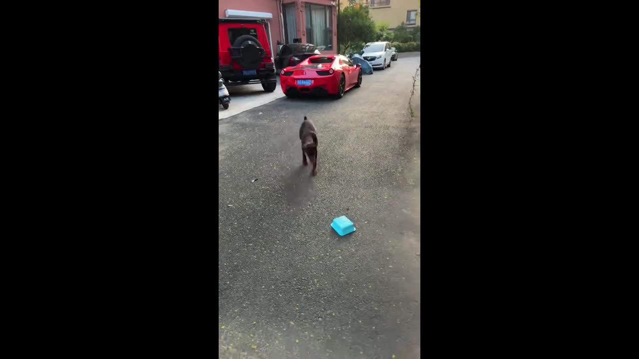 Clumsy dog takes hilarious tumble while chasing owner