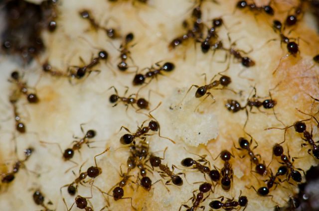 In California, Argentine ants are shielding crop pests from the ...