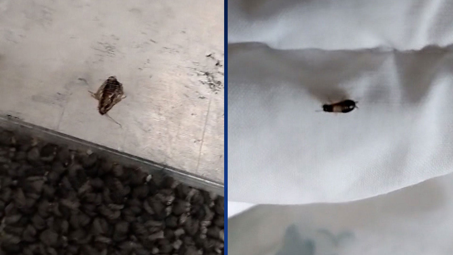 Cockroach infestation discovered at Portland apartment building