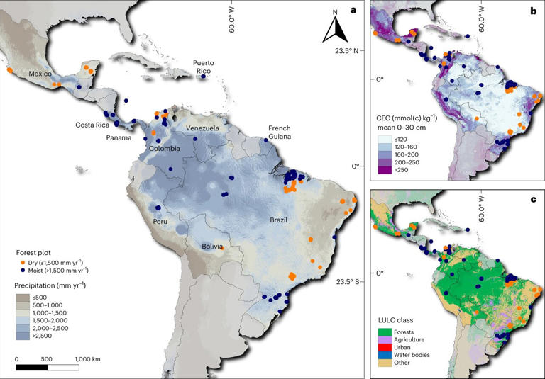 Natural forest regeneration helps curb spread of invasive species