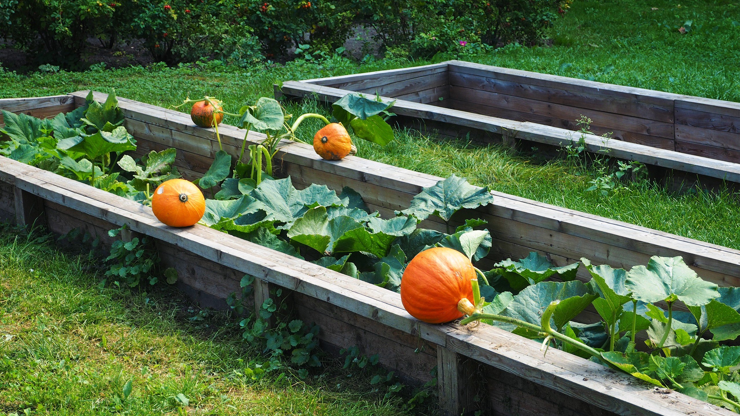 Pumpkin prices at all-time high—how to grow your own next year in your ...