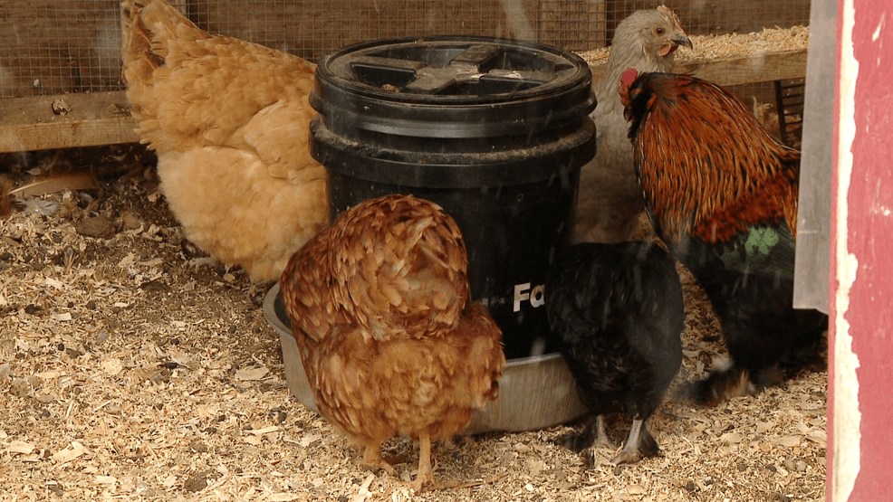 Bird flu detected in Barron County flock, Wisconsin’s eighth HPAI ...