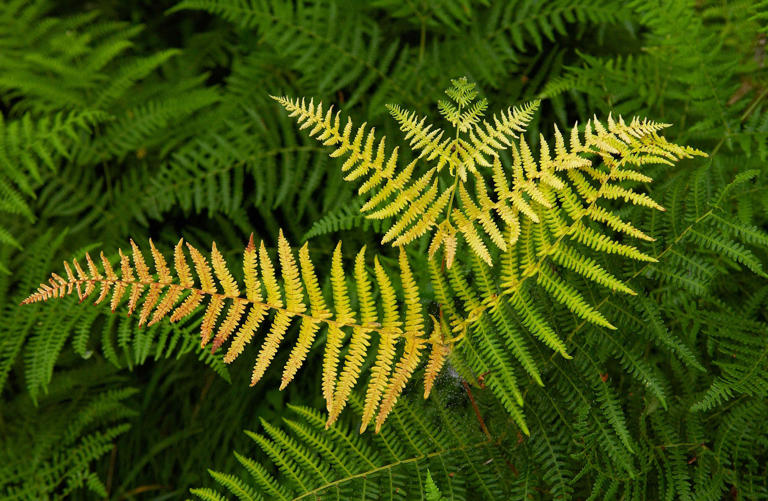 Why is my fern turning yellow?