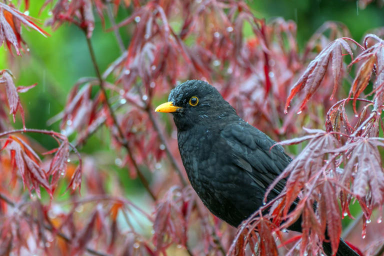 Here’s what birds do during severe storms—and how homeowners can help
