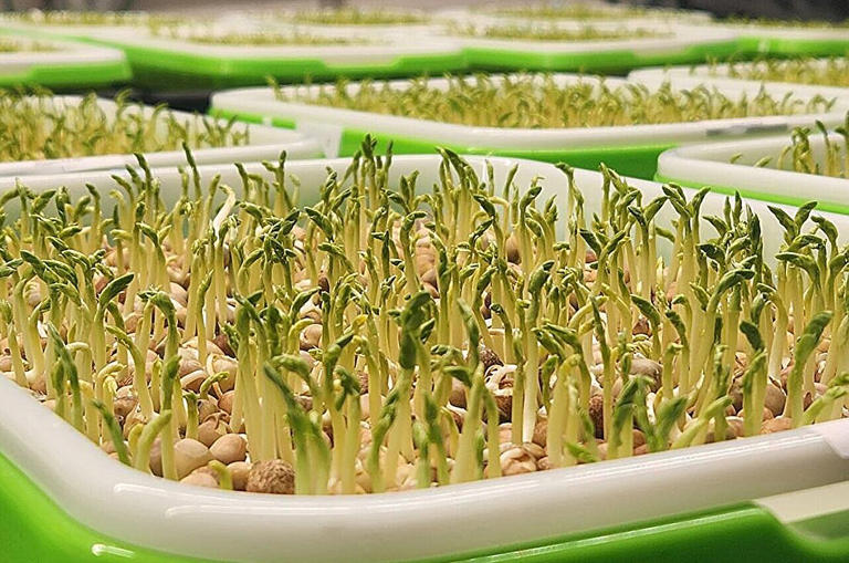 Helping microgreens pack even more of a nutritional punch