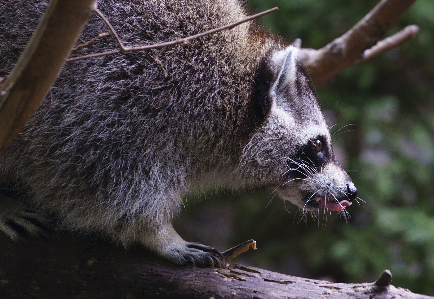 Raccoon rabies continues to spread in Quebec as government reports ...
