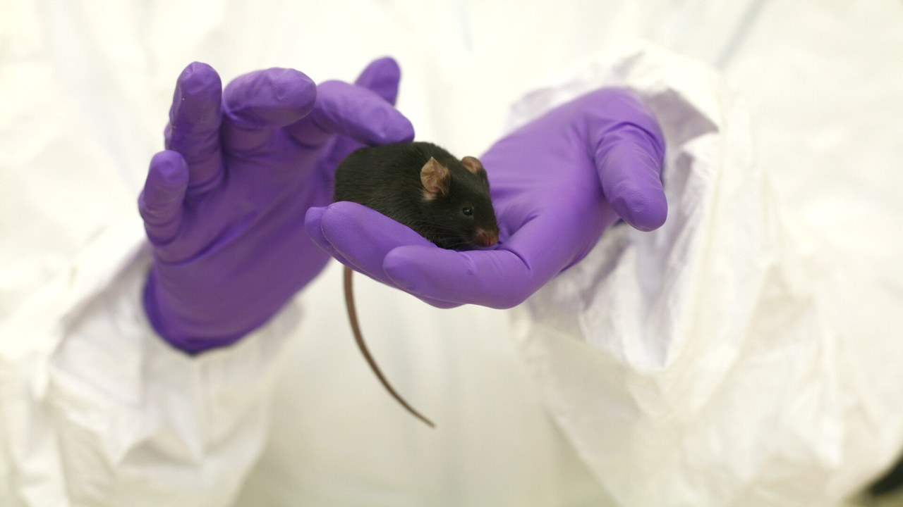 Removing overactive brain immune cells restored more than two hours of ...