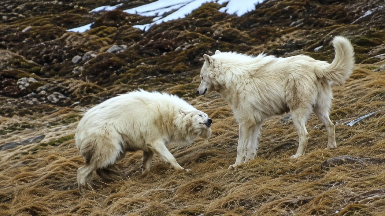 Watch this Arctic wolf get subdued by the alpha