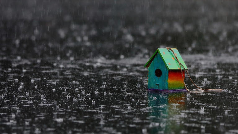 Here’s what birds do during severe storms—and how homeowners can help