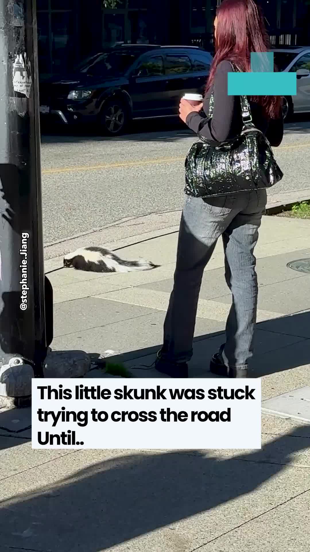 Bystanders discover skunk trapped under car on busy street