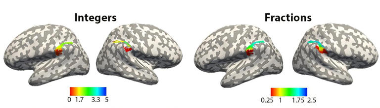 Your brain maps out numbers, including integers and fractions