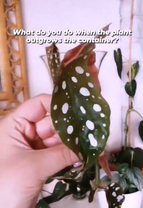 Begonia maculata terrarium care and growing tips