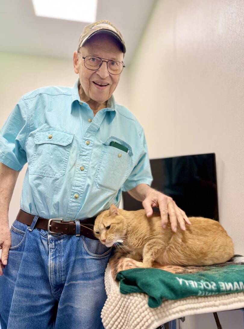 Shelter cat comforts himself by burying face in his old owner's shoes