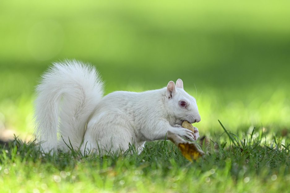 10 incredibly rare, amazing albino animals spotted in the wild ...