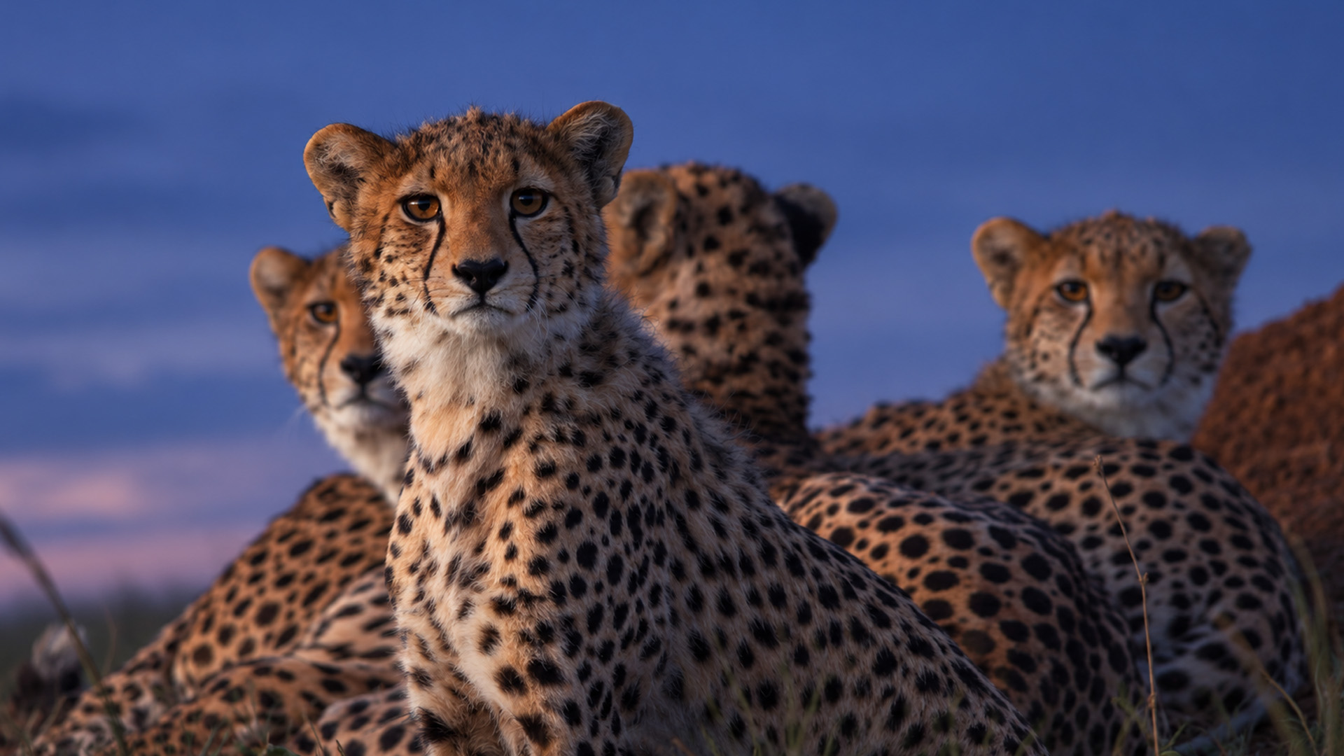 Four spotted predators resting side by side