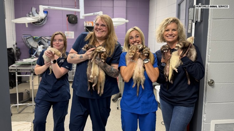 Huntsville Animal Services takes in 12 ferrets from rural shelter after ...