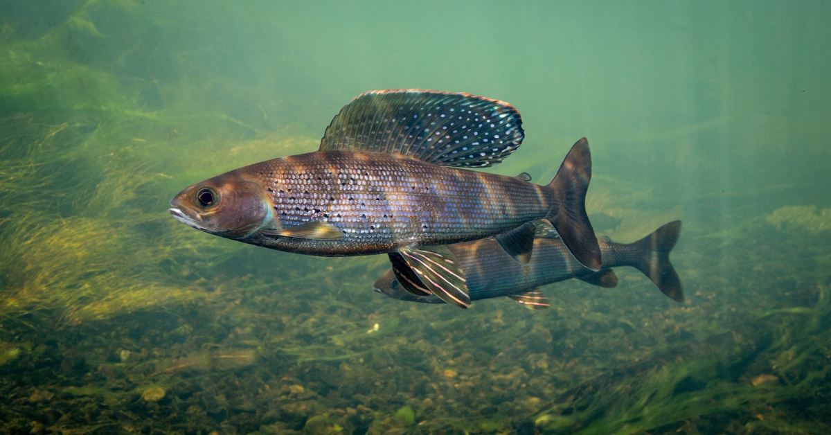 In Michigan, 3 tribes are on a mission to bring back a fish that ...