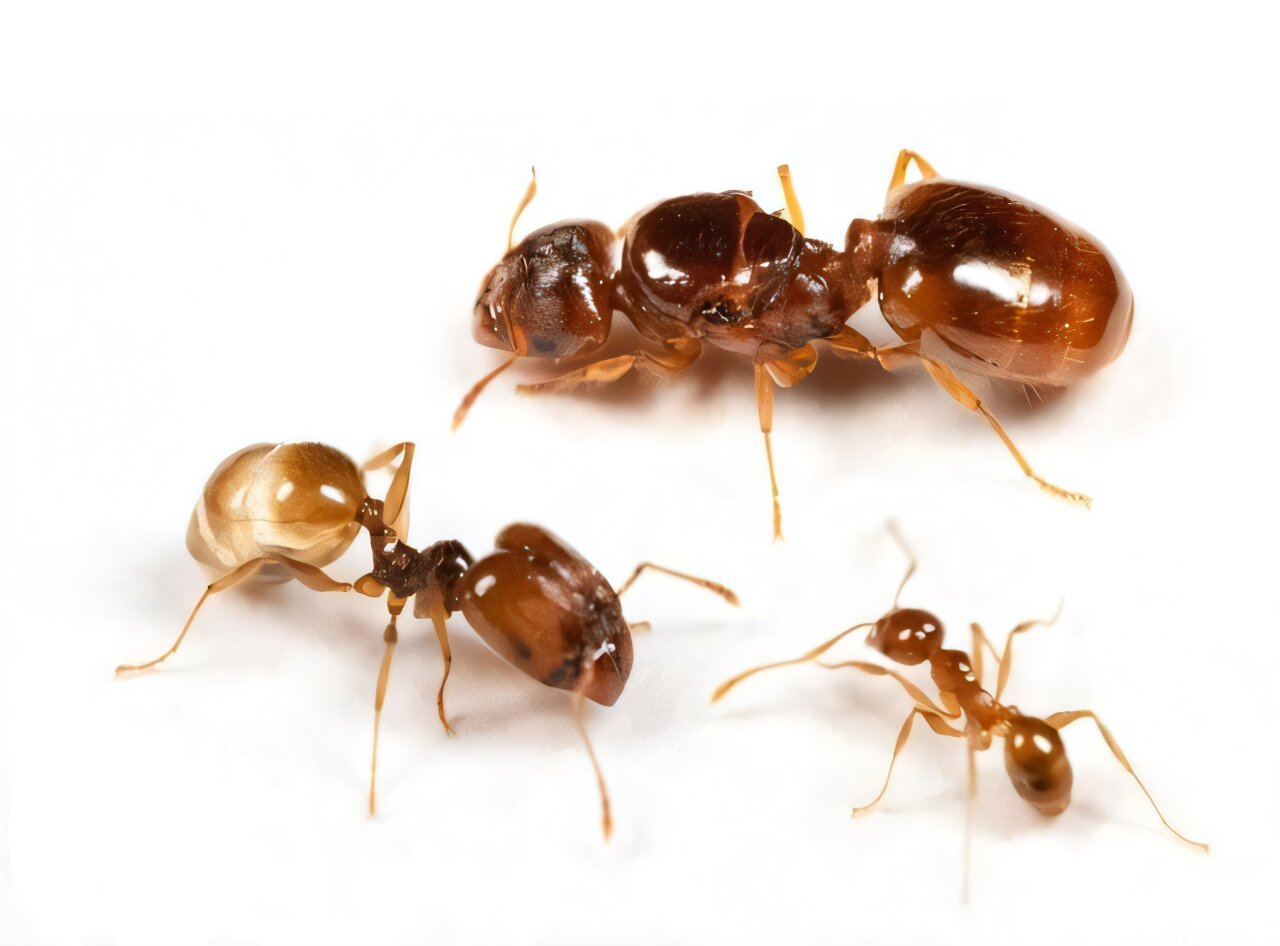 Ants break a basic rule of biology to help them adapt to new environments