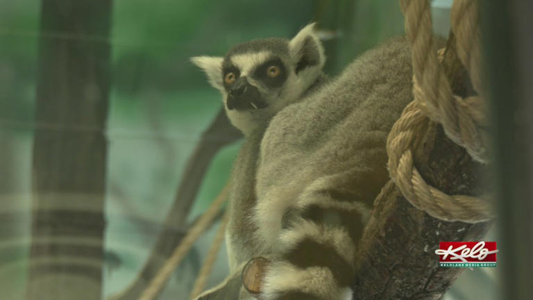 Murals for monkeys at the Great Plains Zoo
