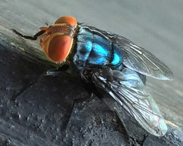 Parasite that can lay up to 3,000 eggs in a single wound detected in US ...