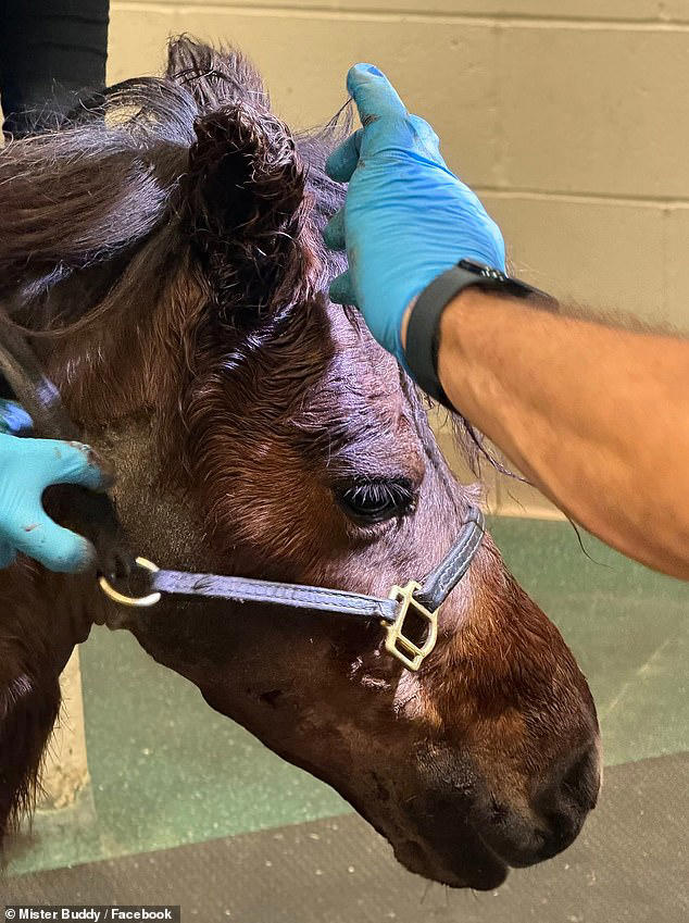 Miniature horse horribly injured after two bloodthirsty pit bulls attacked