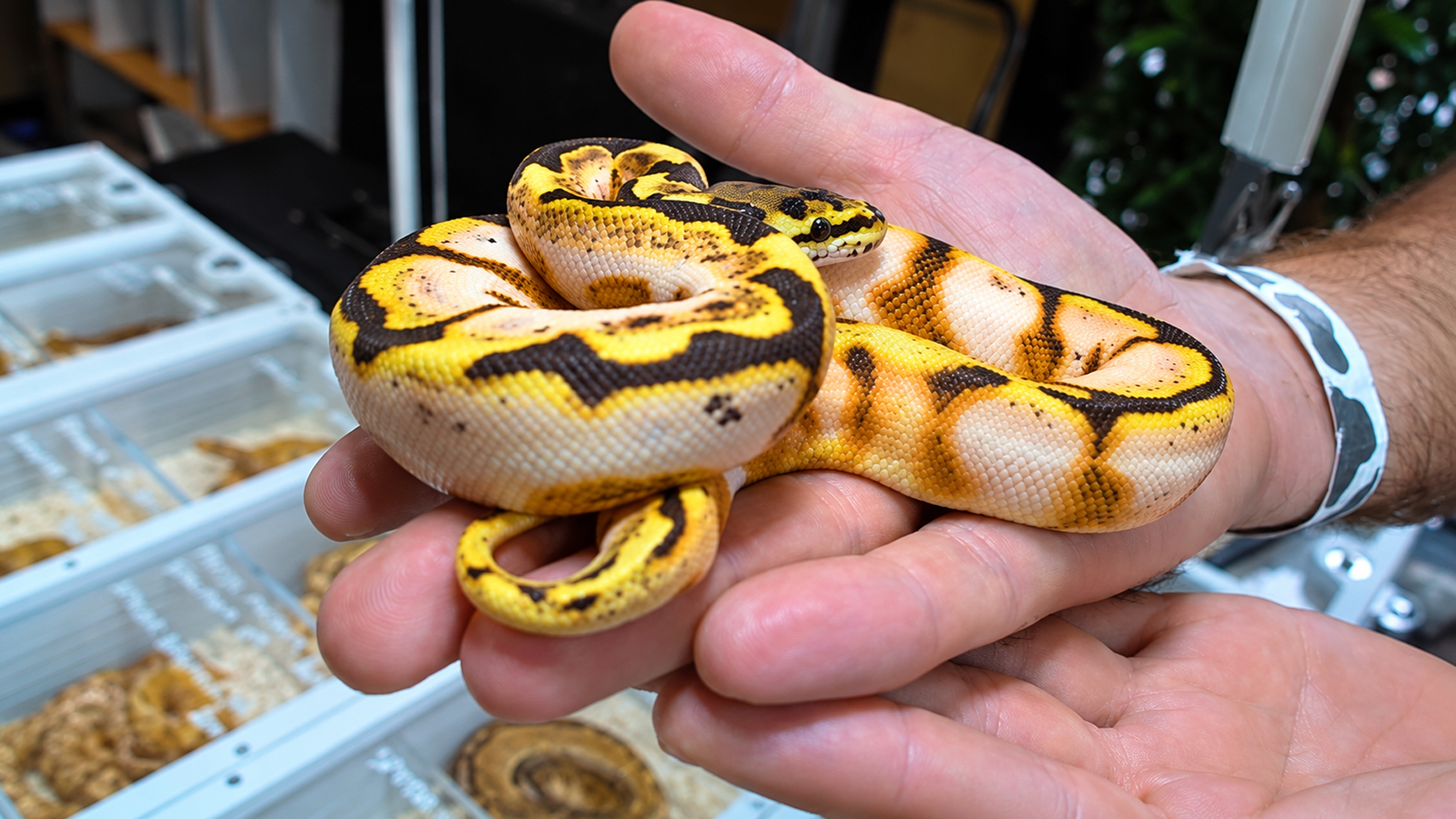 Rare ball pythons bring surprising colors to the expo