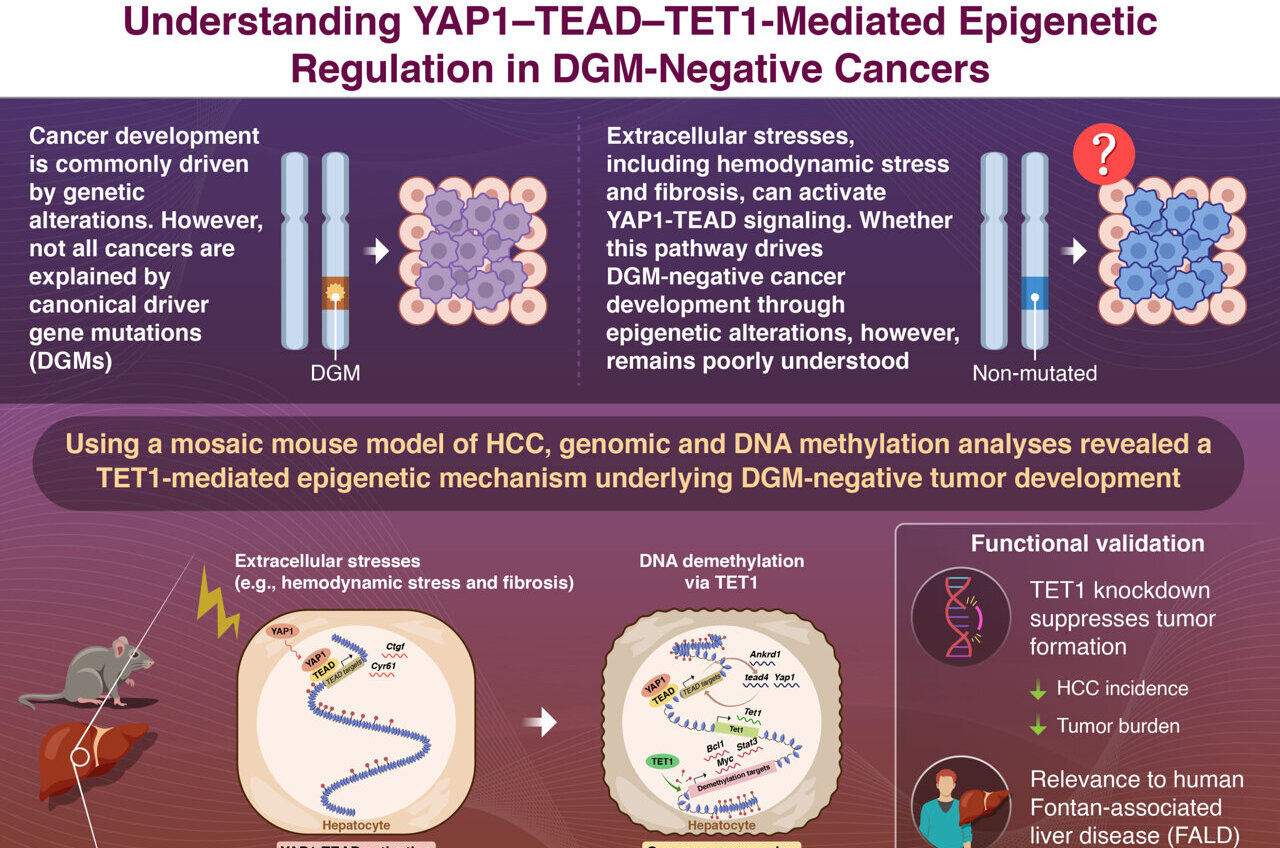 Liver tumors form without detectable driver mutations in mice ...