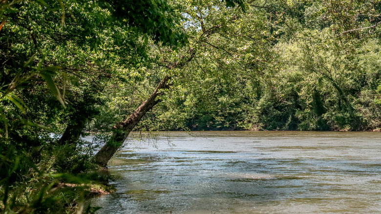 Think twice before swimming in Georgia's most snake-heavy lakes and rivers